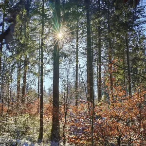 Quiet snowy forest with sunbeams through trees (picea) Quiet snowy forest with sunbeams through trees (picea)