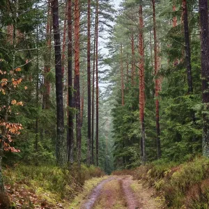 Sendero silencioso a través de un bosque forestal con árboles alineados en el parque natural Frankenwald cerca de Mitwitz, cinturón verde en la antigua frontera interalemana. Sendero silencioso a través de un bosque forestal con árboles alineados en el parque natural Frankenwald cerca de Mitwitz, cinturón verde en la antigua frontera interalemana.