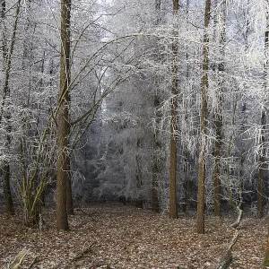 A quiet winter forest with snow-covered trees and still soil A quiet winter forest with snow-covered trees and still soil