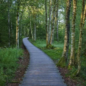 A quiet wooden plank path winds through a green moor birch forest on a summer's day A quiet wooden plank path winds through a green moor birch forest on a summer's day