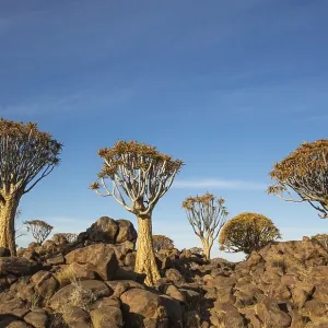 Quiver tree (Aloe dichotoma), Quiver Tree forest near Keetmanshoop