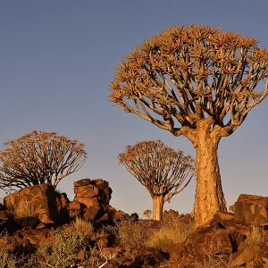 Quiver treeforest (Aloe dichotoma) Quiver treeforest (Aloe dichotoma)