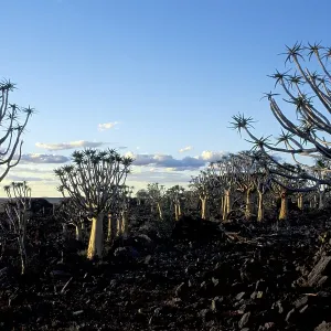 Quivertree forest Keetmanshoop Namibia Aloe dichotoma