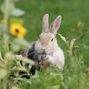 Rabbit (Cuniculus), mammal, flowers