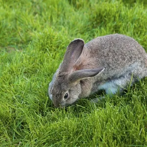 One rabbit eats grass in the garden One rabbit eats grass in the garden