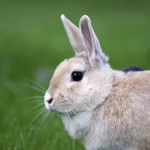 Rabbit (Oryctolagus cuniculus)