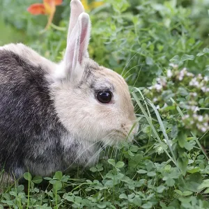 Rabbit (Oryctolagus cuniculus) Rabbit (Oryctolagus cuniculus)