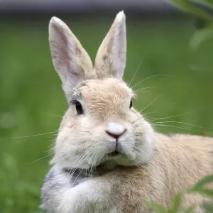 Rabbit (Oryctolagus cuniculus)