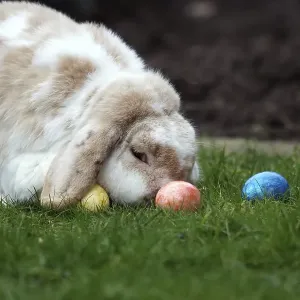 Rabbit (Oryctolagus cuniculus domestica)