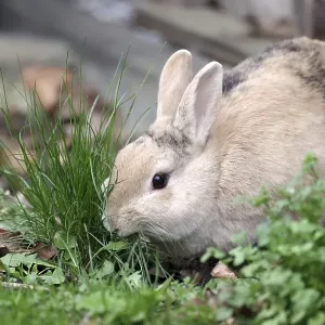 Rabbit (Oryctolagus cuniculus domestica) Rabbit (Oryctolagus cuniculus domestica)