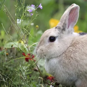 Rabbit (Oryctolagus cuniculus domestica) Rabbit (Oryctolagus cuniculus domestica)