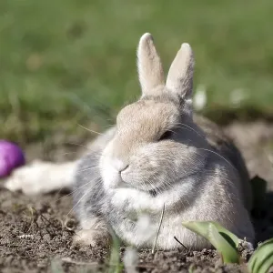 Rabbit (Oryctolagus cuniculus domestica)