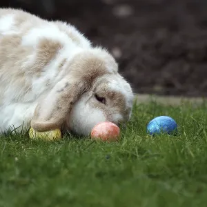 Rabbit Print: Easter Scene with Coloured Eggs