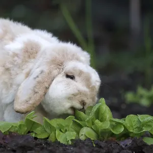 Rabbit (Oryctolagus cuniculus domestica)