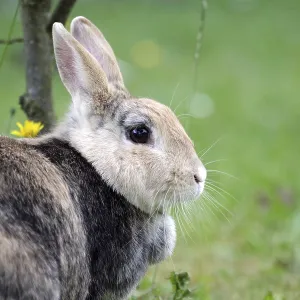 Rabbit (Oryctolagus cuniculus domestica)