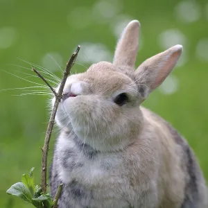 Rabbit (Oryctolagus cuniculus domestica)