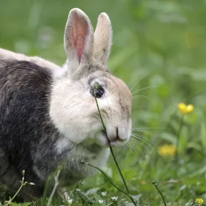 Rabbit (Oryctolagus cuniculus domestica)