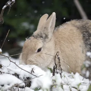 Rabbit (Oryctolagus cuniculus domestica)