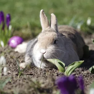 Rabbit (Oryctolagus cuniculus domestica)