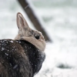Rabbit (Oryctolagus cuniculus domestica) Rabbit (Oryctolagus cuniculus domestica)