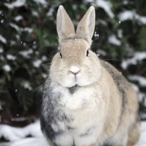 Rabbit (Oryctolagus cuniculus domestica) Rabbit (Oryctolagus cuniculus domestica)