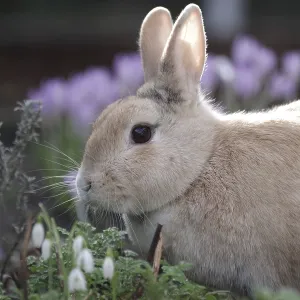 Rabbit (Oryctolagus cuniculus domestica)