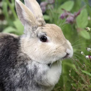 Rabbit (Oryctolagus cuniculus domestica)