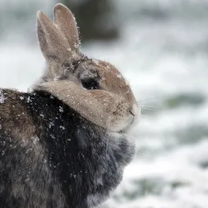 Rabbit (Oryctolagus cuniculus domestica)