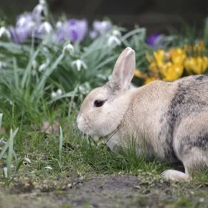 Rabbit (Oryctolagus cuniculus domestica)