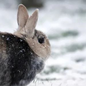 Rabbit (Oryctolagus cuniculus domestica) Rabbit (Oryctolagus cuniculus domestica)