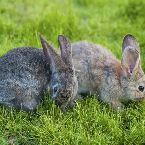 Two rabbits eat grass in the garden Two rabbits eat grass in the garden