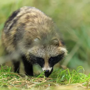 A raccoon dog in the grass, well camouflaged and curiously looking down