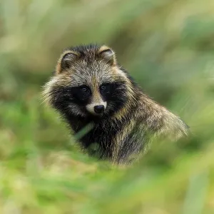 A raccoon dog looks through the grasses and looks alert