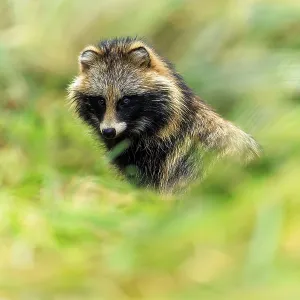 A raccoon dog partly hides in the grass and looks out