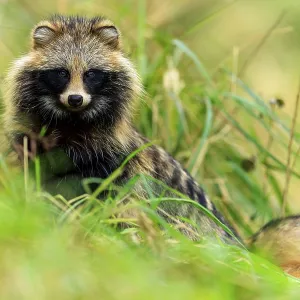 A raccoon dog sits in the grass and looks intently at the camera