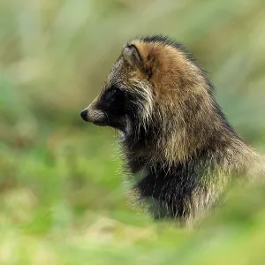 A raccoon dog sits in profile and looks into the distance