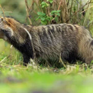 A raccoon dog stands sideways in front of a tree trunk in the grass