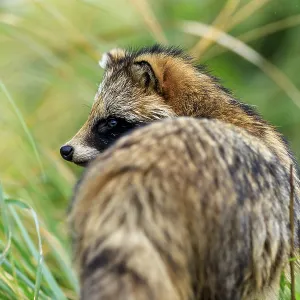 A raccoon dog in side view looking into the green
