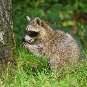 A raccoon looks with curiosity at the grass next to a tree A raccoon looks with curiosity at the grass next to a tree