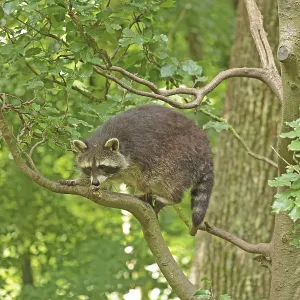 Raccoon (Procyon lotor) Raccoon (Procyon lotor)