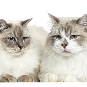 Two Ragdoll lying, 2 years old, isolated on white Two Ragdoll lying, 2 years old, isolated on white