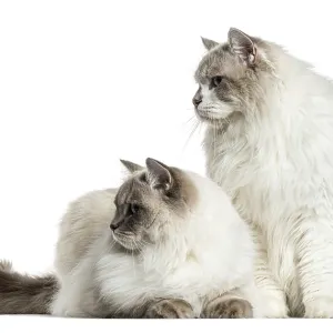 Two ragdolls sitting and lying, isolated on white Two ragdolls sitting and lying, isolated on white