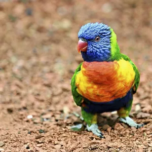 Rainbow Lorikeet (Trichoglossus haematodus) Rainbow Lorikeet (Trichoglossus haematodus)