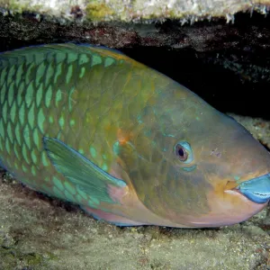 Rainbow Parrotfish (Scarus guacamaia) Rainbow Parrotfish (Scarus guacamaia)