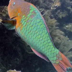 Rainbow parrotfish (Scarus guacamaia) Rainbow parrotfish (Scarus guacamaia)