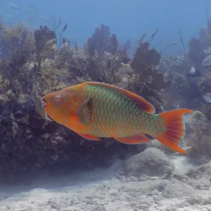 Rainbow parrotfish (Scarus guacamaia)