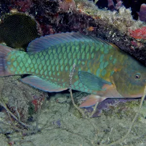 Rainbow parrotfish (Scarus guacamaia) resting on the seabed at night Rainbow parrotfish (Scarus guacamaia) resting on the seabed at night