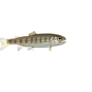 Rainbow trout (Oncorhynchus mykiss)