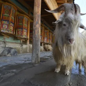 Ram standing in front of the prayer wheels and kora at the Labrang Monastery Ram standing in front of the prayer wheels and kora at the Labrang Monastery