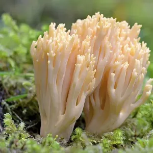 Ramaria mairei (Ramaria mairei) Ramaria mairei (Ramaria mairei)